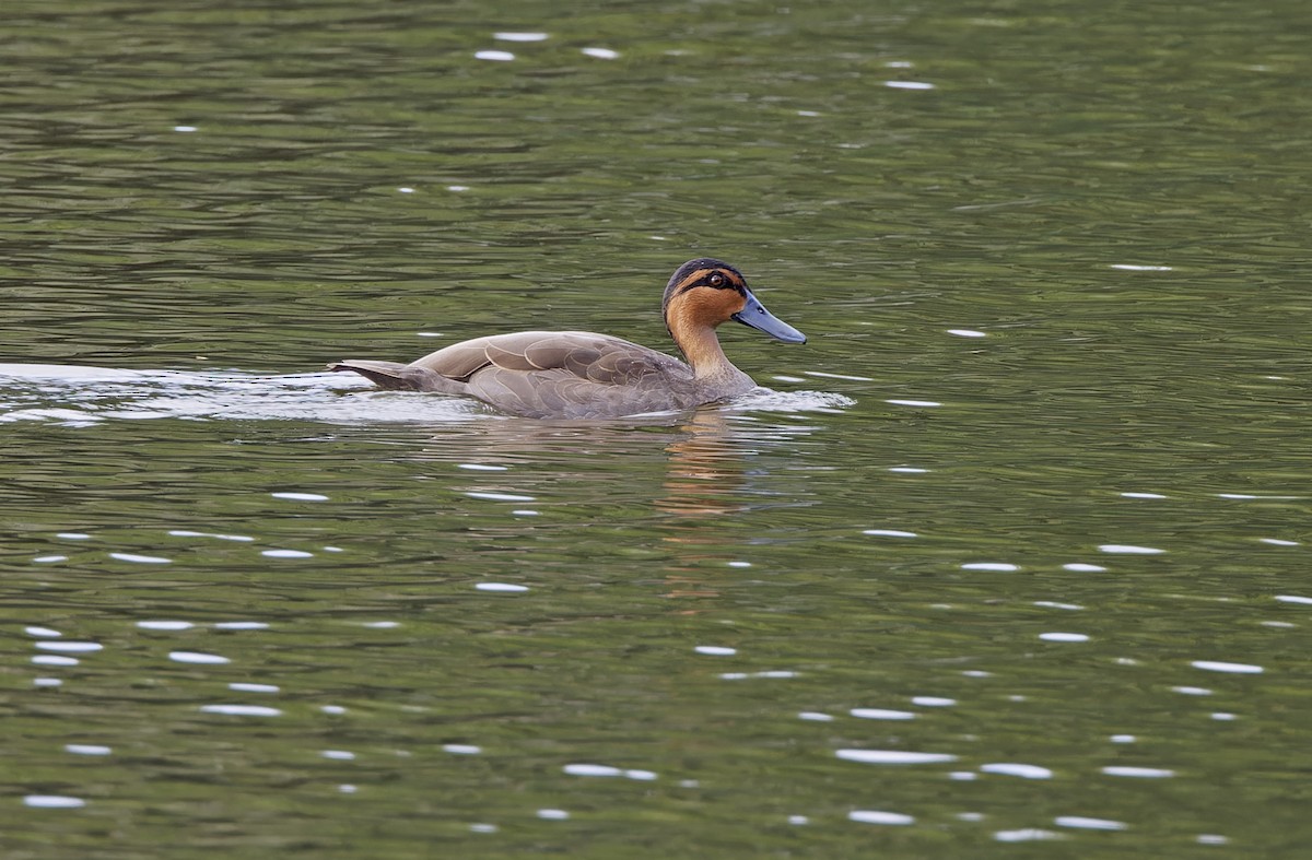 Philippine Duck - ML635163074