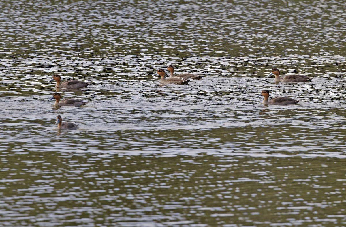 Philippine Duck - ML635163076