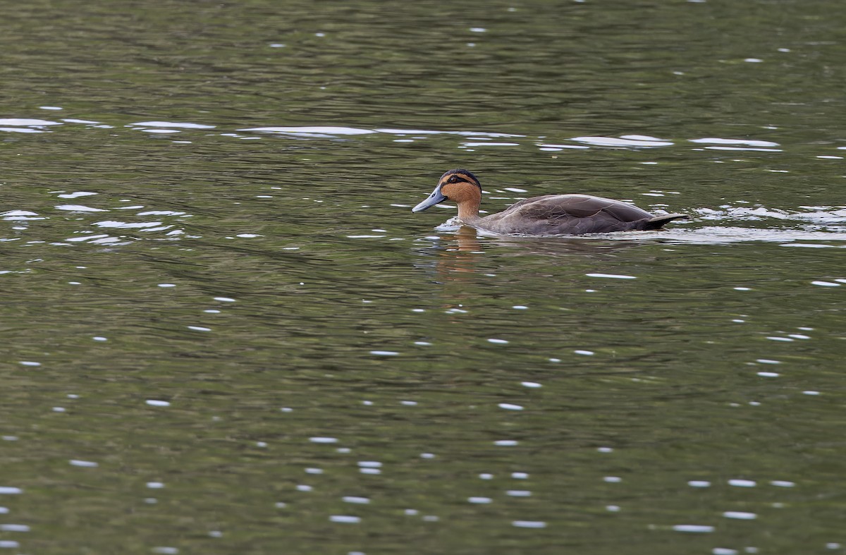 Philippine Duck - ML635163077