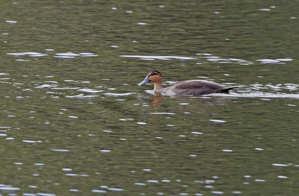 Philippine Duck - ML635163078