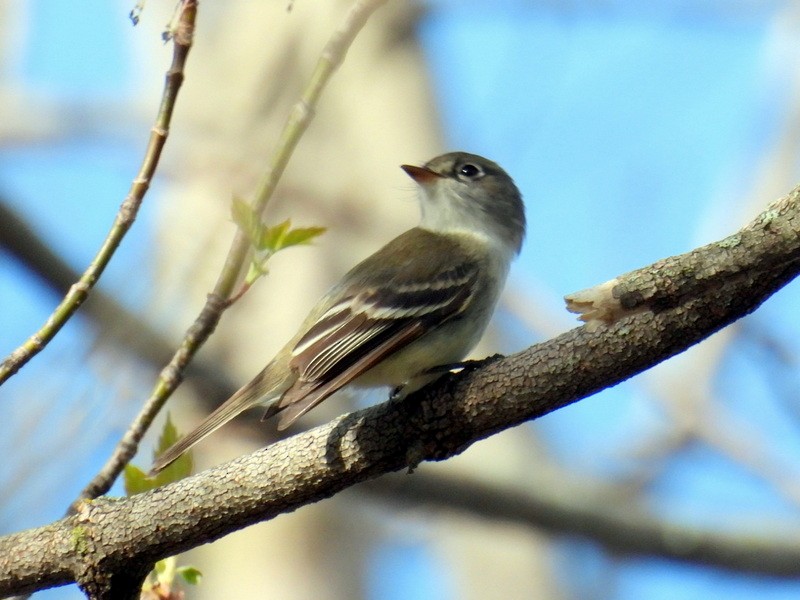 Least Flycatcher - ML635163082