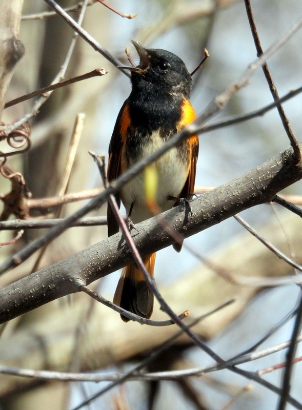 American Redstart - ML635163108