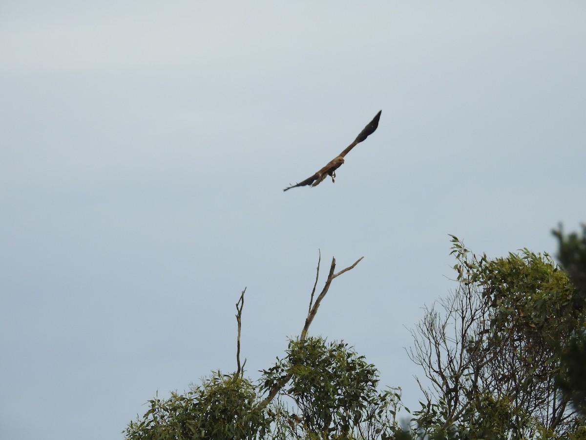 Whistling Kite - ML63516311