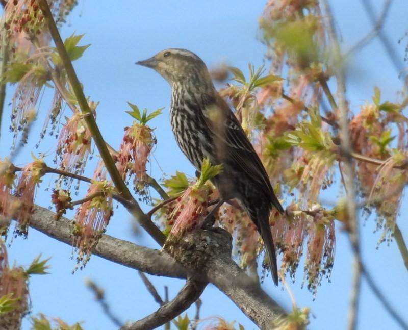 Red-winged Blackbird - ML635163122