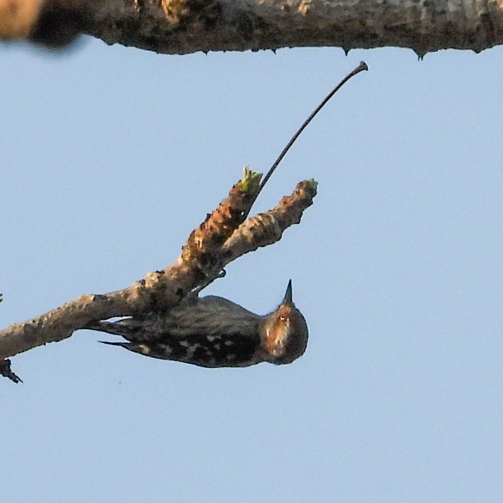 Brown-capped Pygmy Woodpecker - ML635163205
