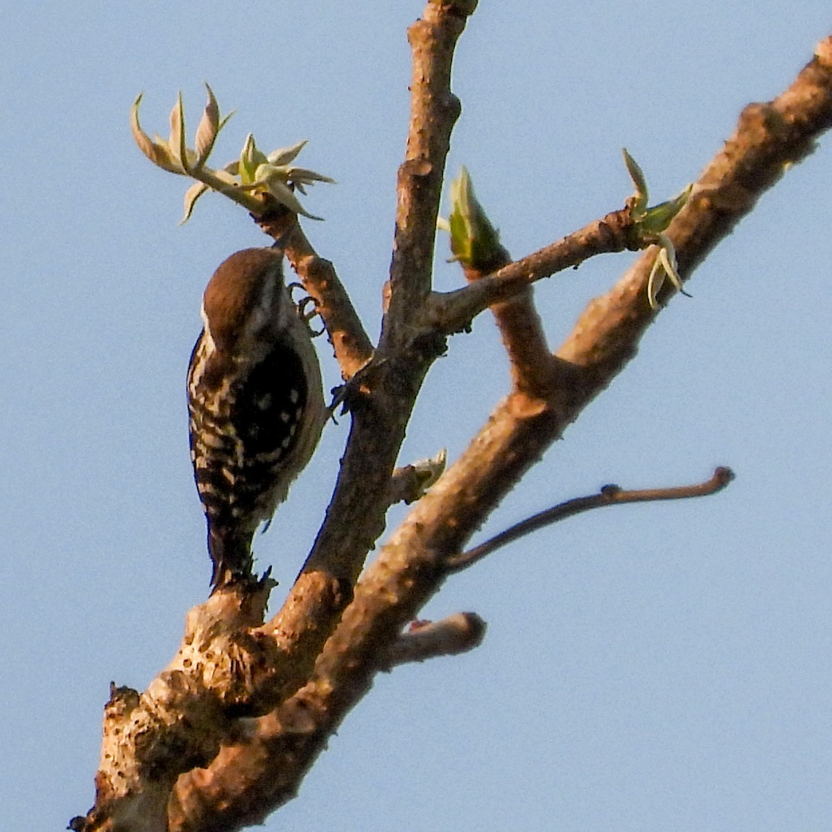 Brown-capped Pygmy Woodpecker - ML635163206