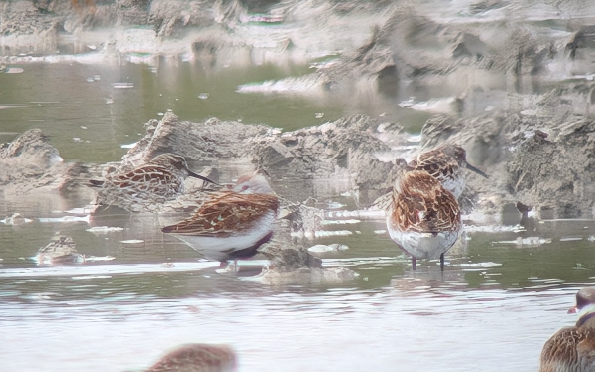 Broad-billed Sandpiper - ML635163248