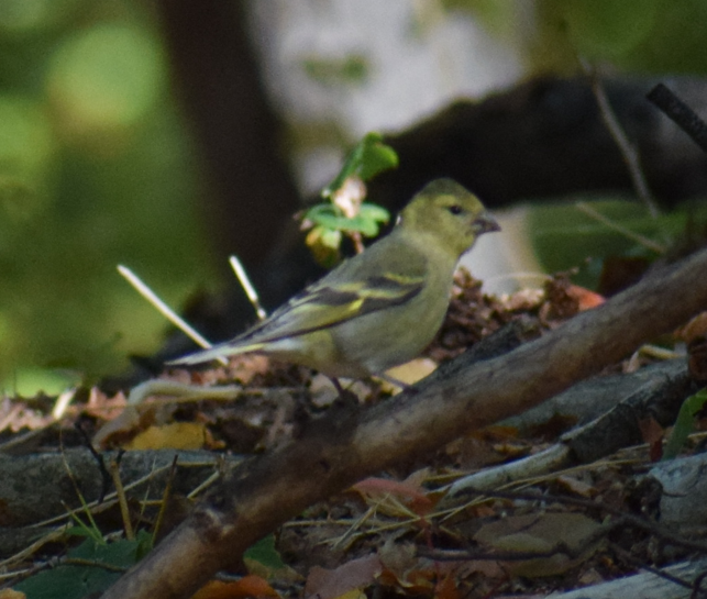 Black-chinned Siskin - ML635163252