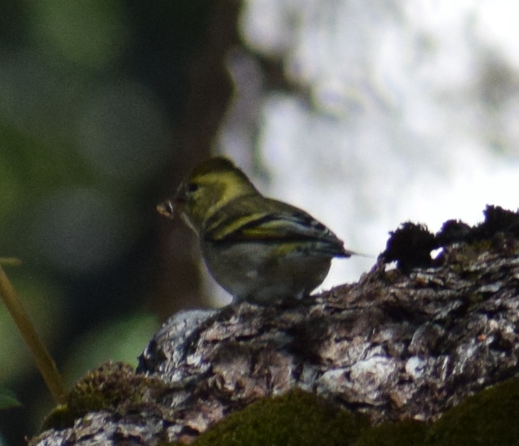 Black-chinned Siskin - ML635163253