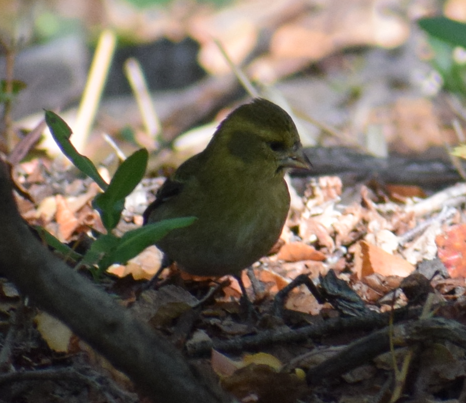 Black-chinned Siskin - ML635163255
