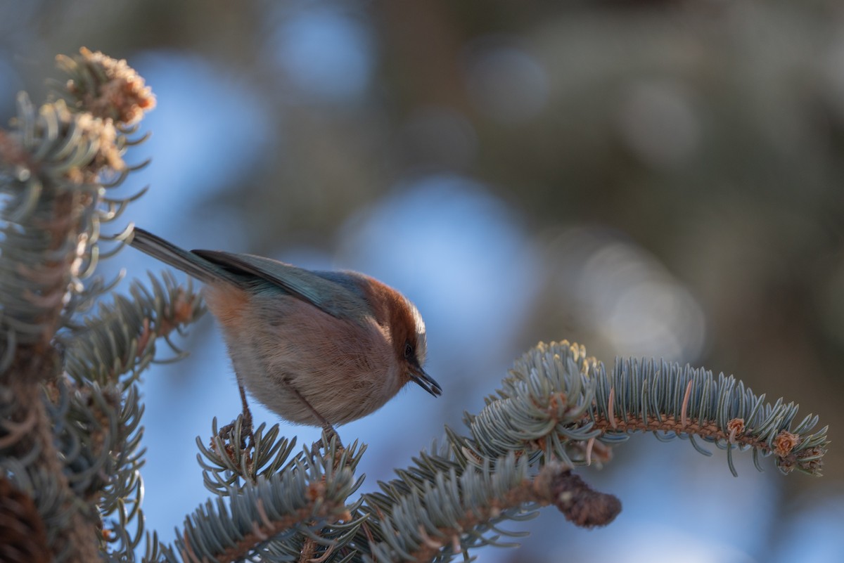 Crested Tit-Warbler - ML635163284