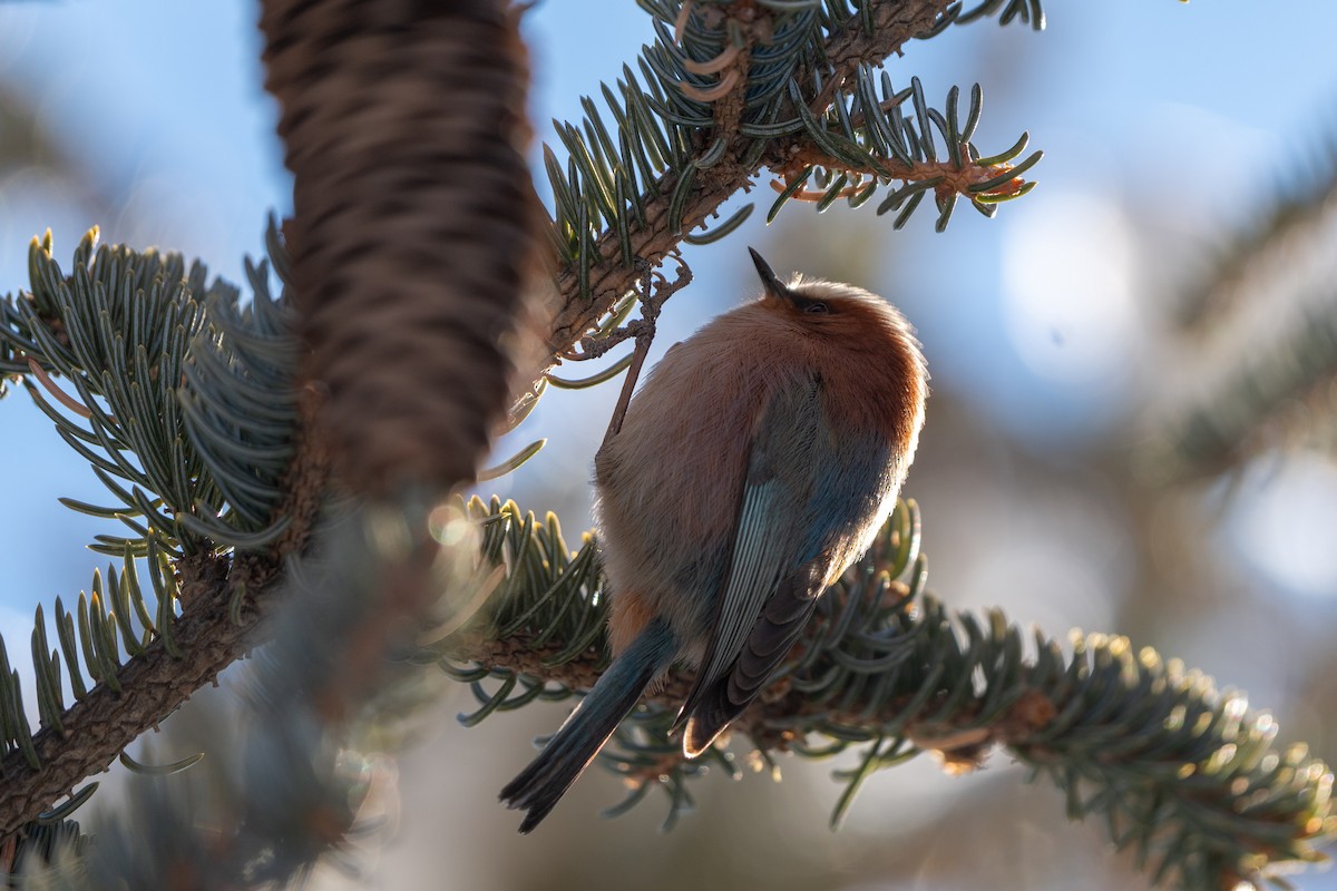 Crested Tit-Warbler - ML635163285