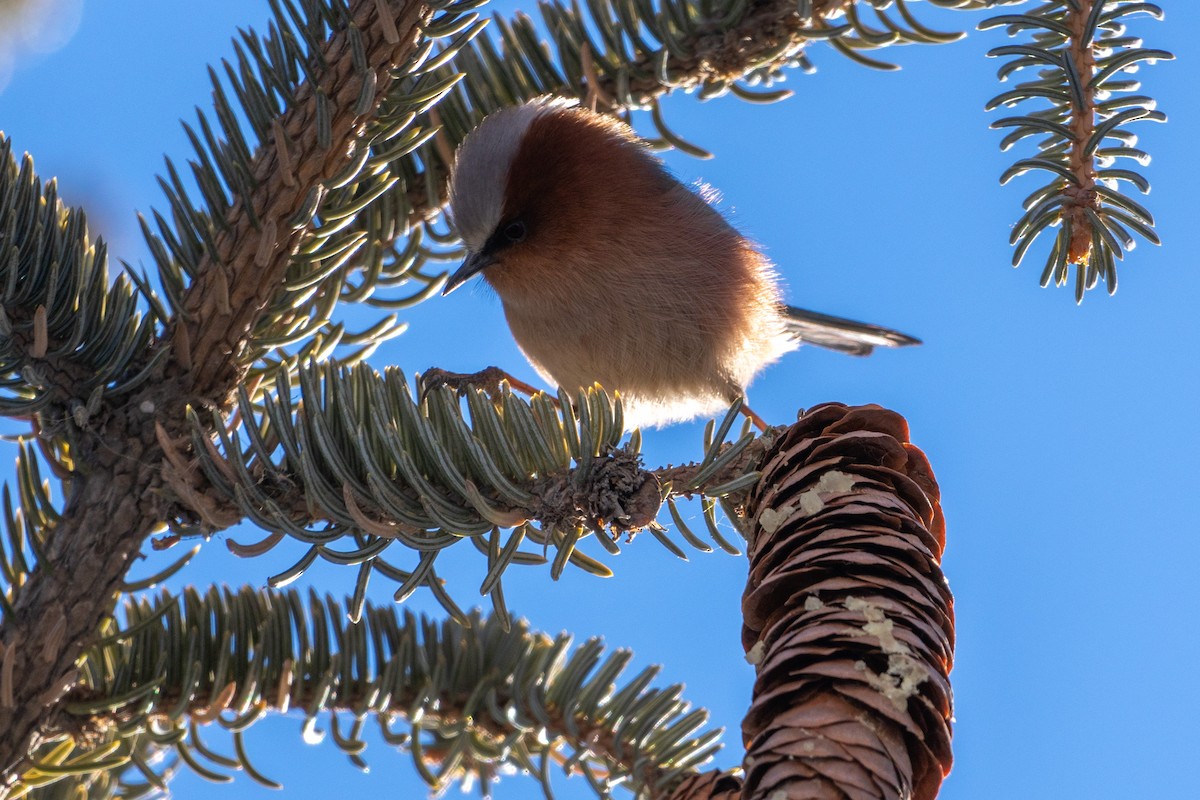 Crested Tit-Warbler - ML635163286