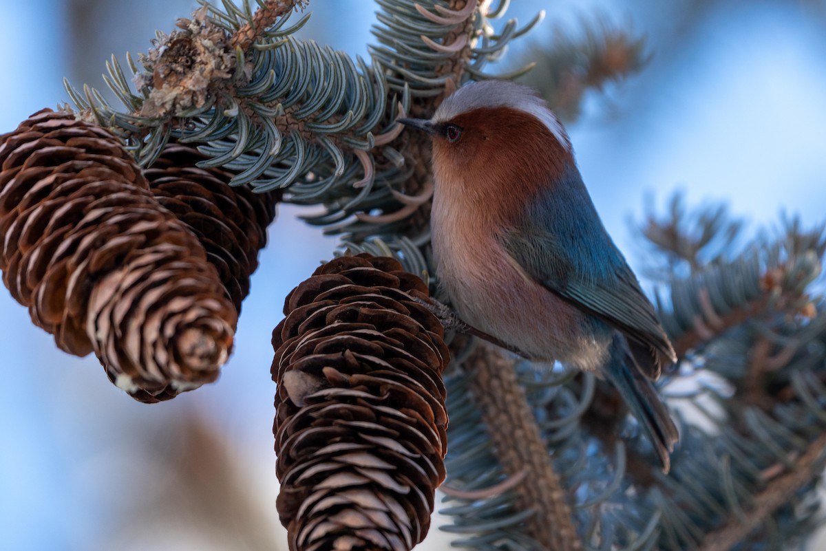 Crested Tit-Warbler - ML635163287