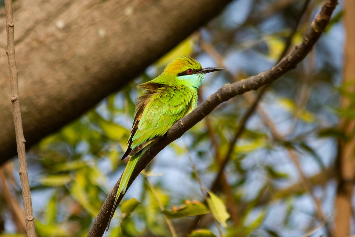 Asian Green Bee-eater - ML635163290