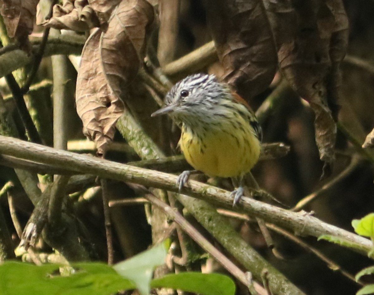 Streak-capped Antwren - ML635163305