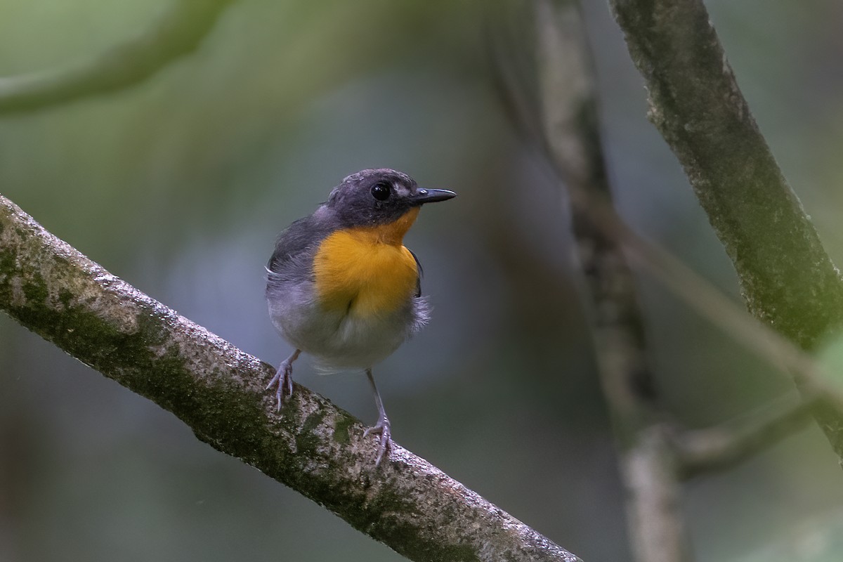 Orange-breasted Forest Robin - ML635163552