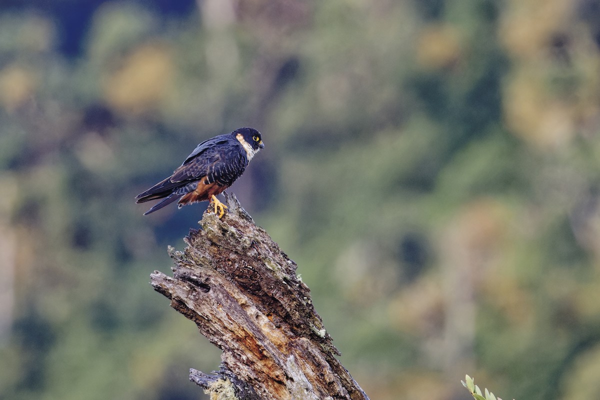 Bat Falcon - ML635163599