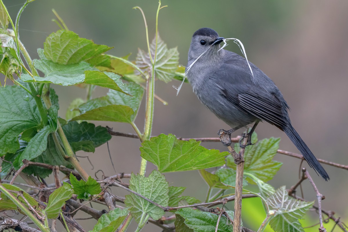 Gray Catbird - ML635163601