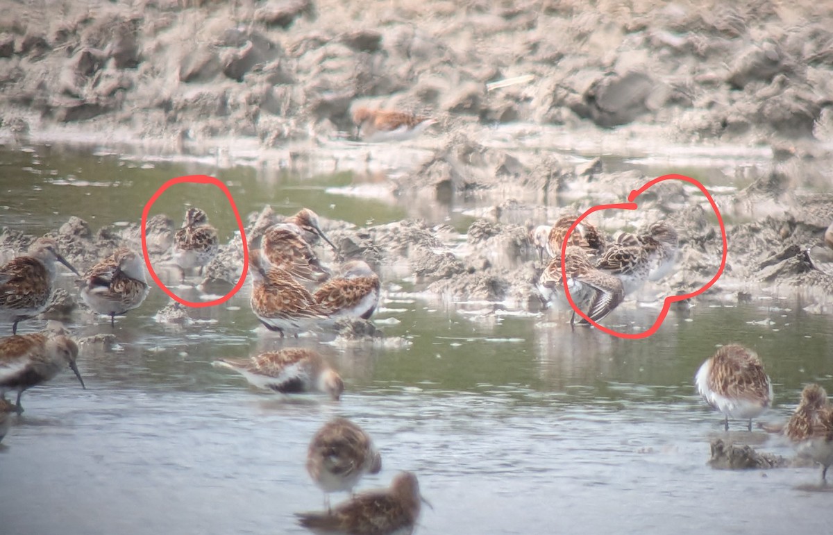 Broad-billed Sandpiper - ML635163618
