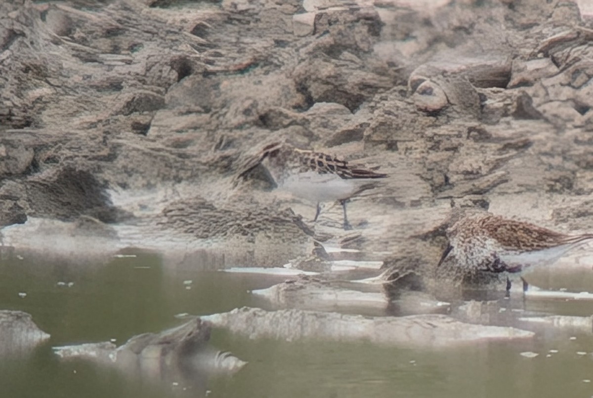 Broad-billed Sandpiper - ML635163624