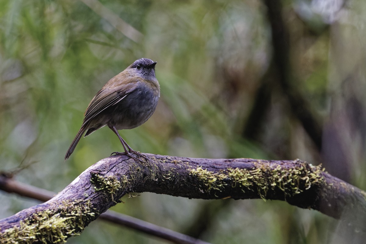 Black-billed Nightingale-Thrush - ML635163629