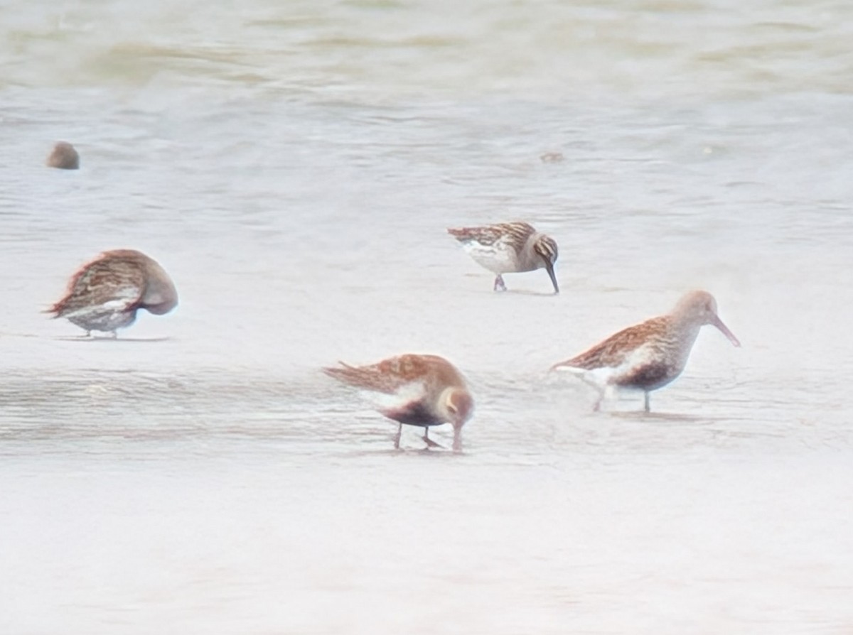 Broad-billed Sandpiper - ML635163632