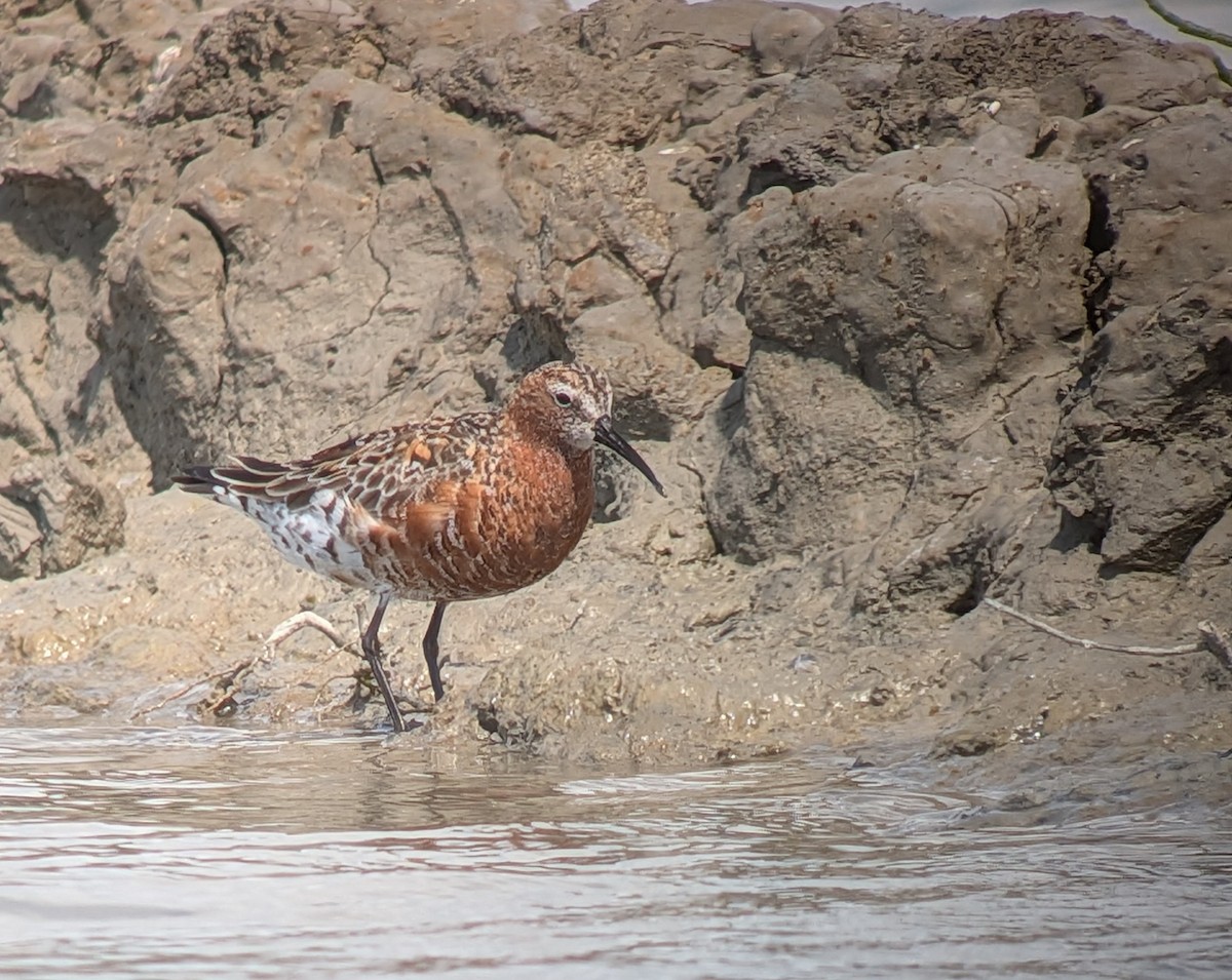 Curlew Sandpiper - ML635163638