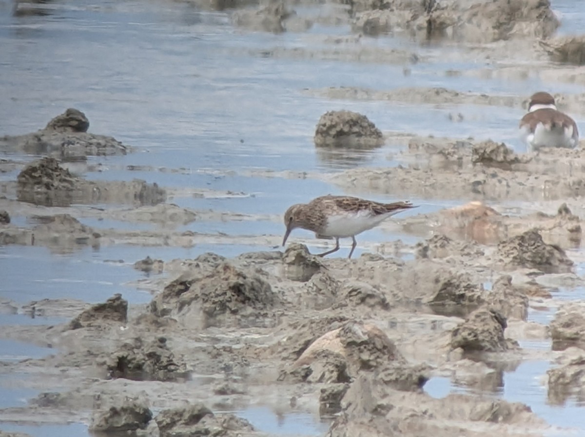 Temminck's Stint - ML635163644