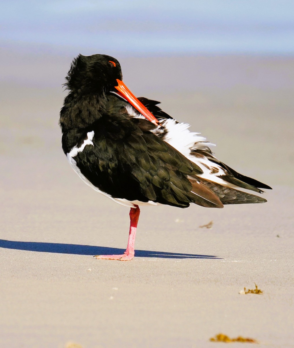 Pied Oystercatcher - ML635163654