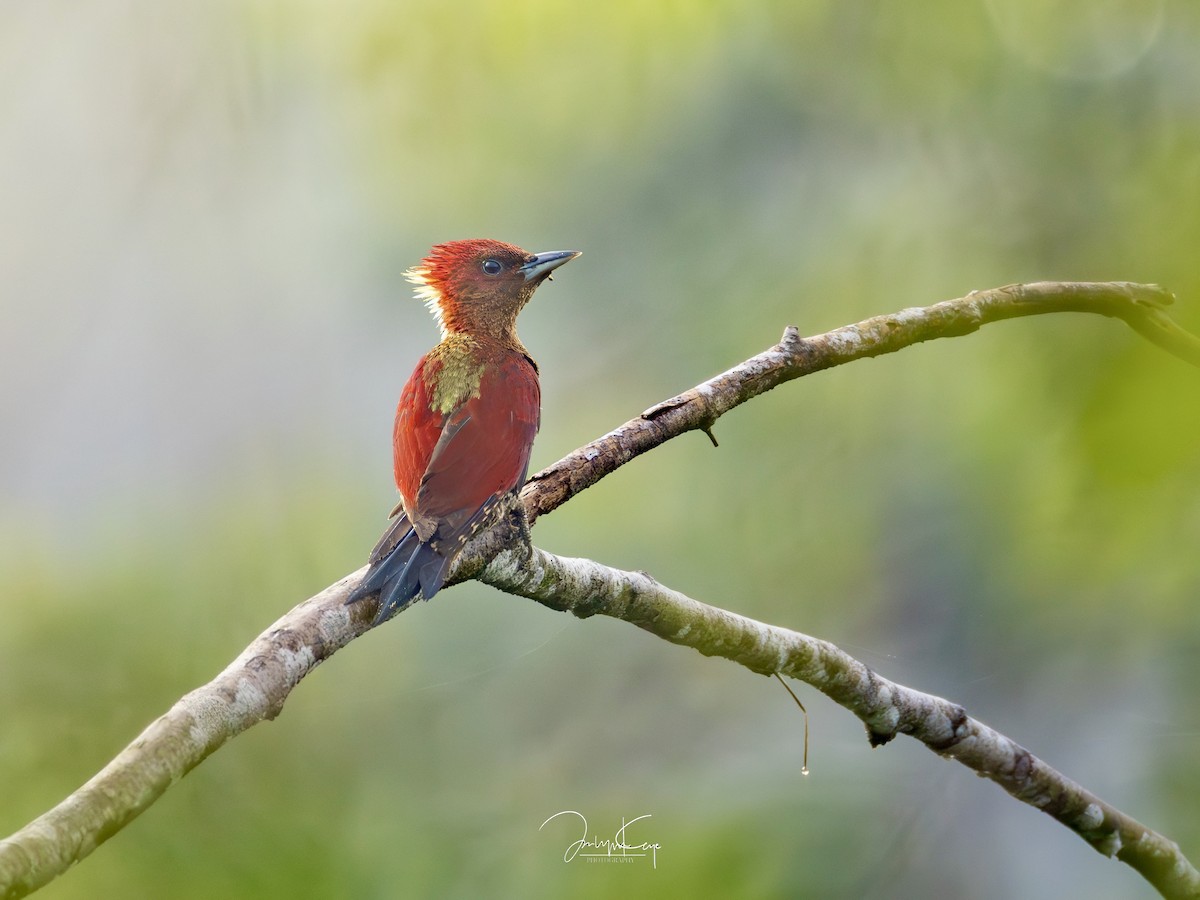 Banded Woodpecker - ML635163791