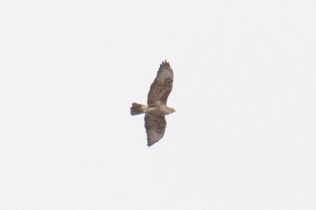 Buteo sp. - ML635163887