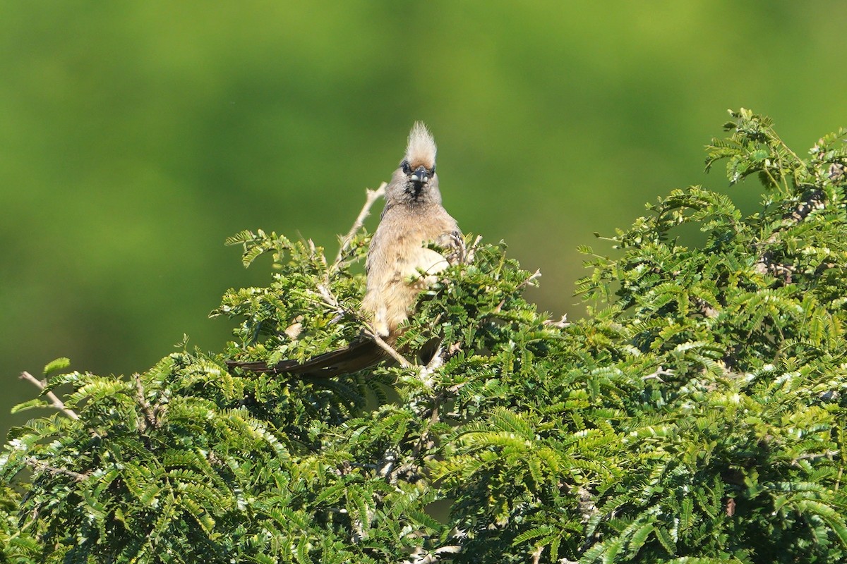 チャイロネズミドリ - ML635163904