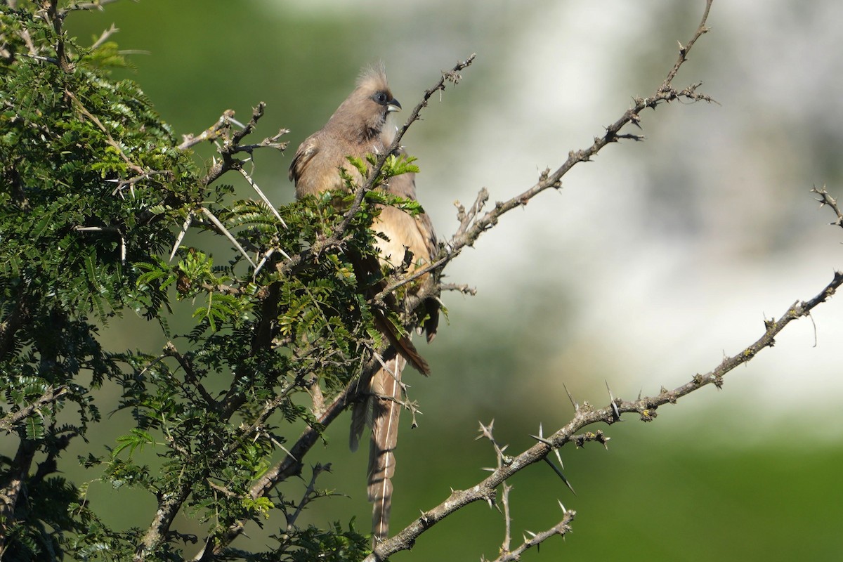 チャイロネズミドリ - ML635163905