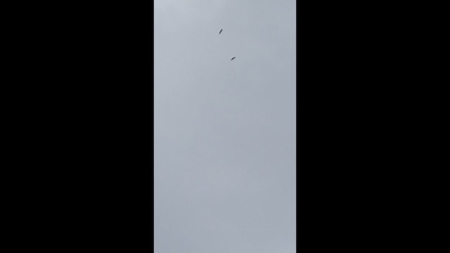 Black Eagle - ML635163911