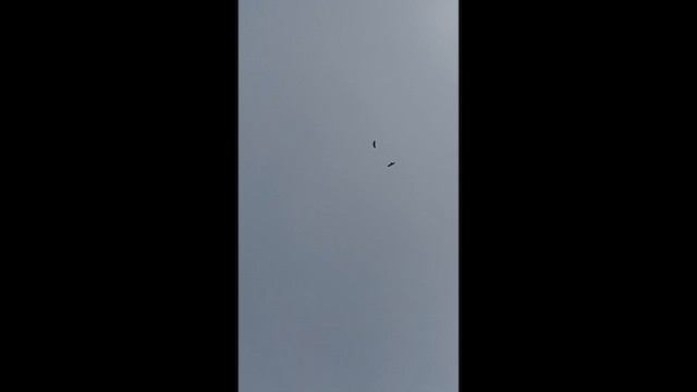 Black Eagle - ML635163912