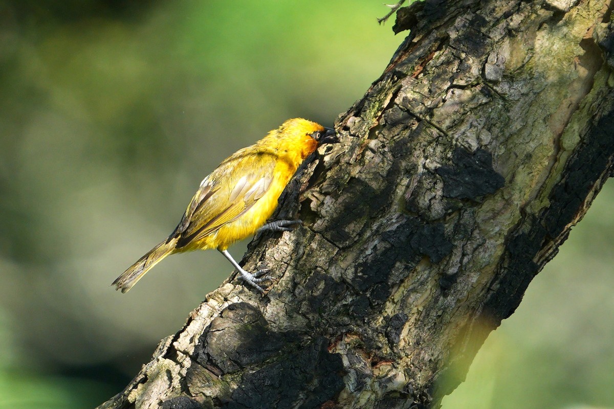 メグロハタオリ - ML635163919