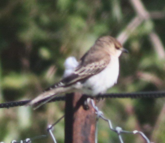 White-winged Triller - ML635163923