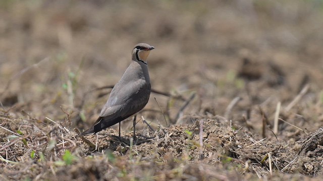 Oriental Pratincole - ML635163945