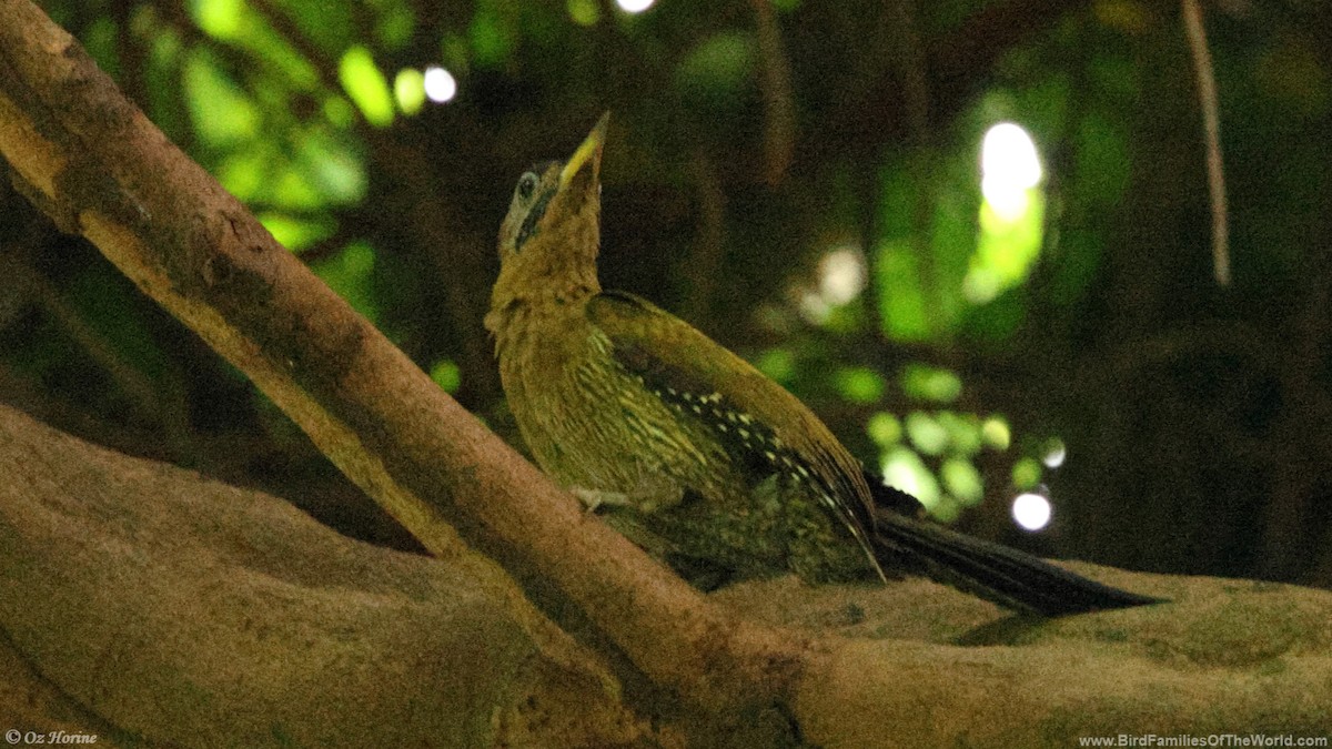 Laced Woodpecker - ML635163992
