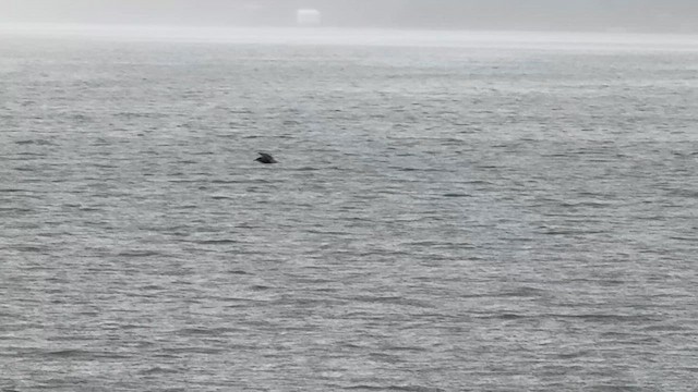 Black Tern (American) - ML635164100