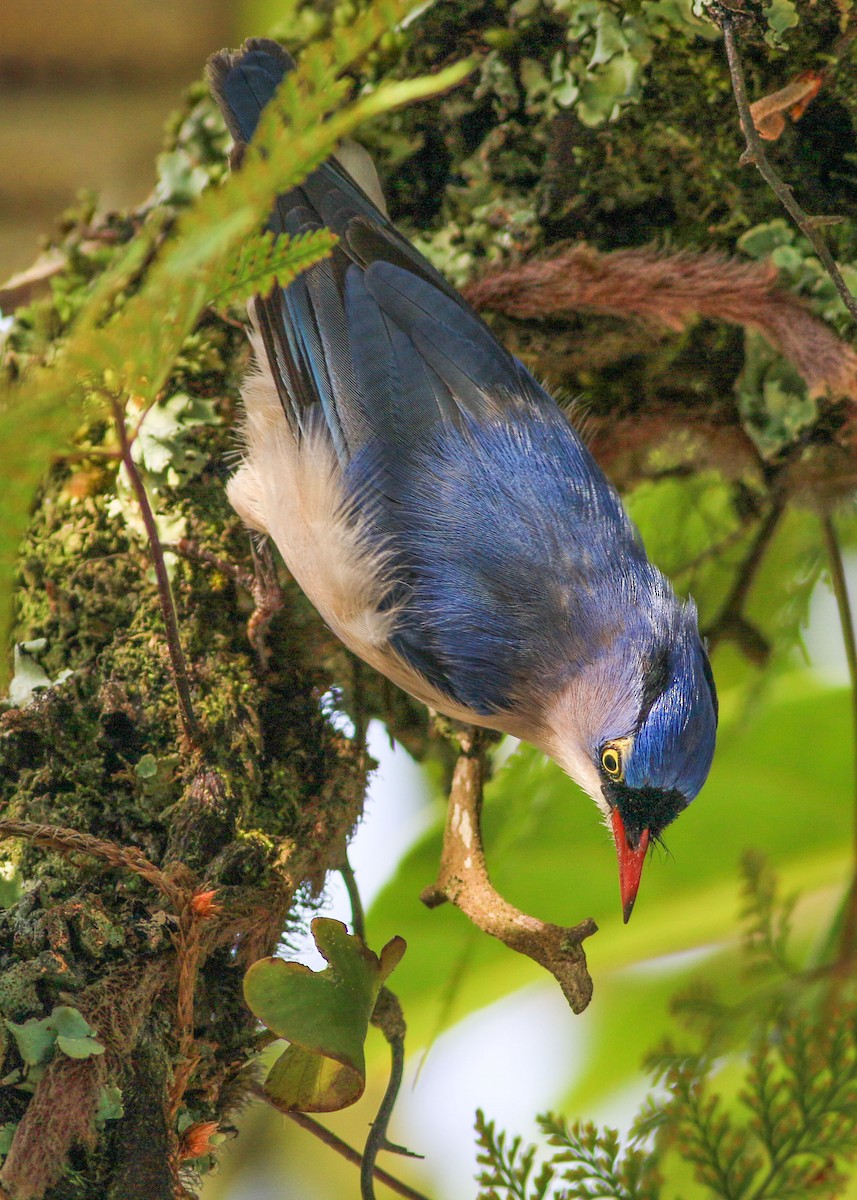 Velvet-fronted Nuthatch - ML635164135
