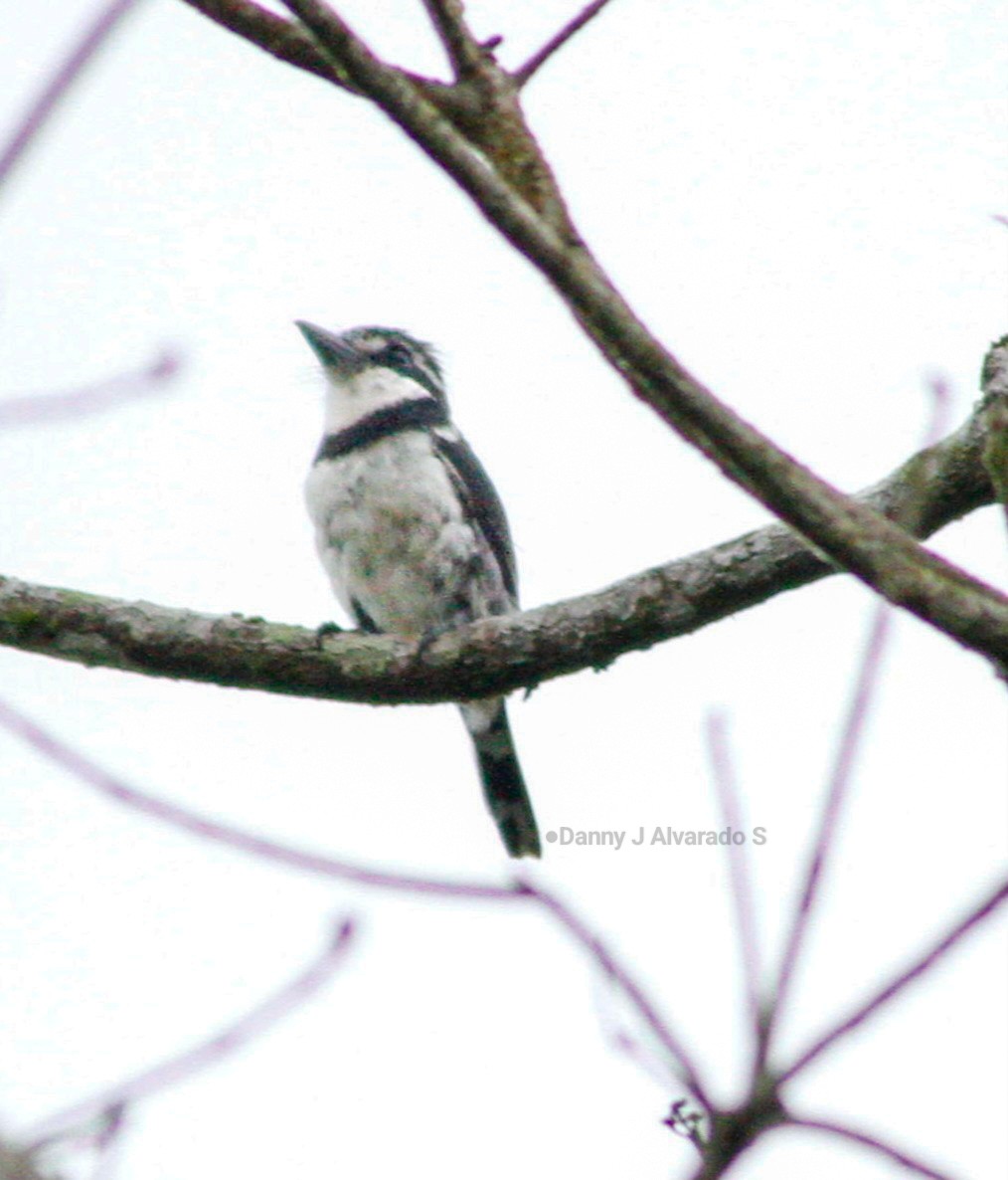Pied Puffbird - ML635164172