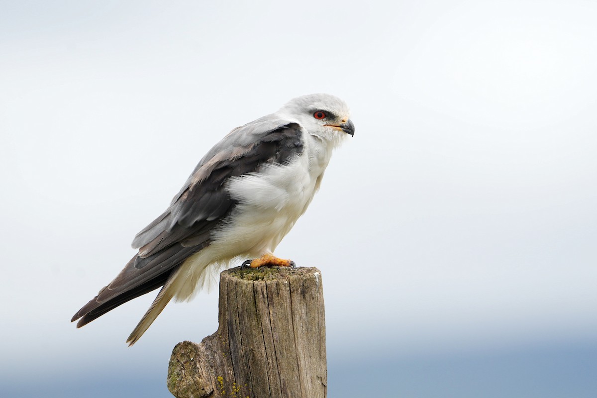 Black-winged Kite - ML635164191