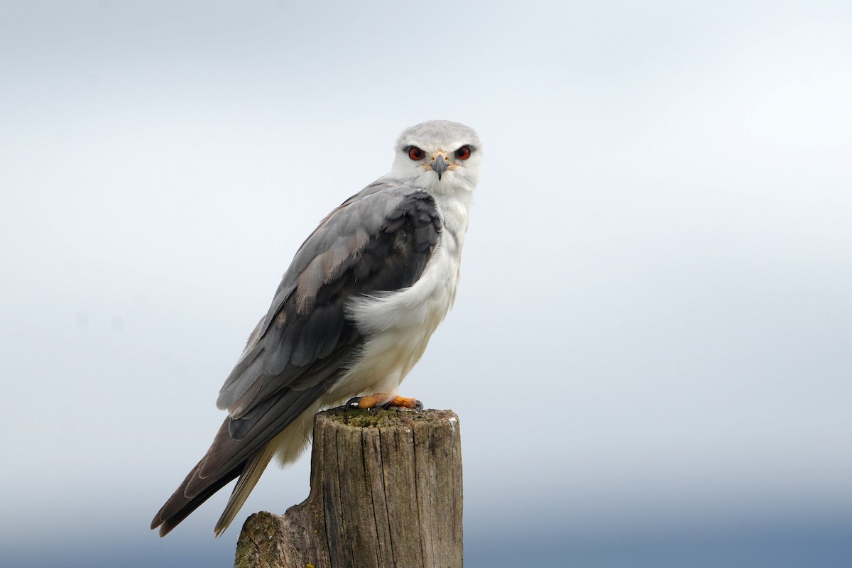 Black-winged Kite - ML635164192