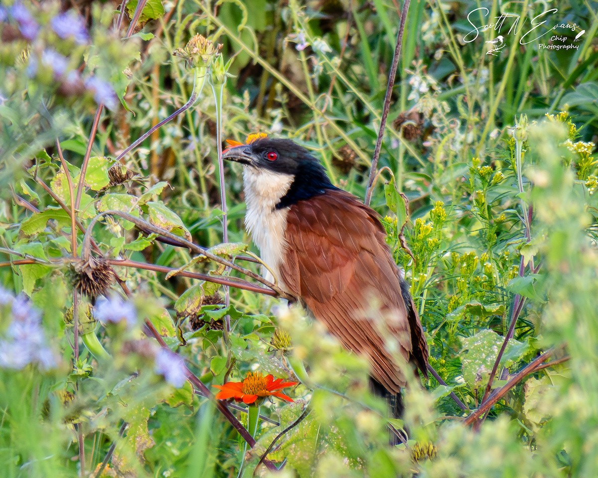 Senegal Coucal - ML635164227
