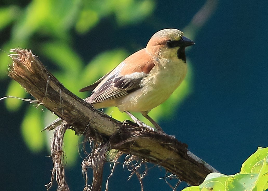 セアカスズメ - ML635164263
