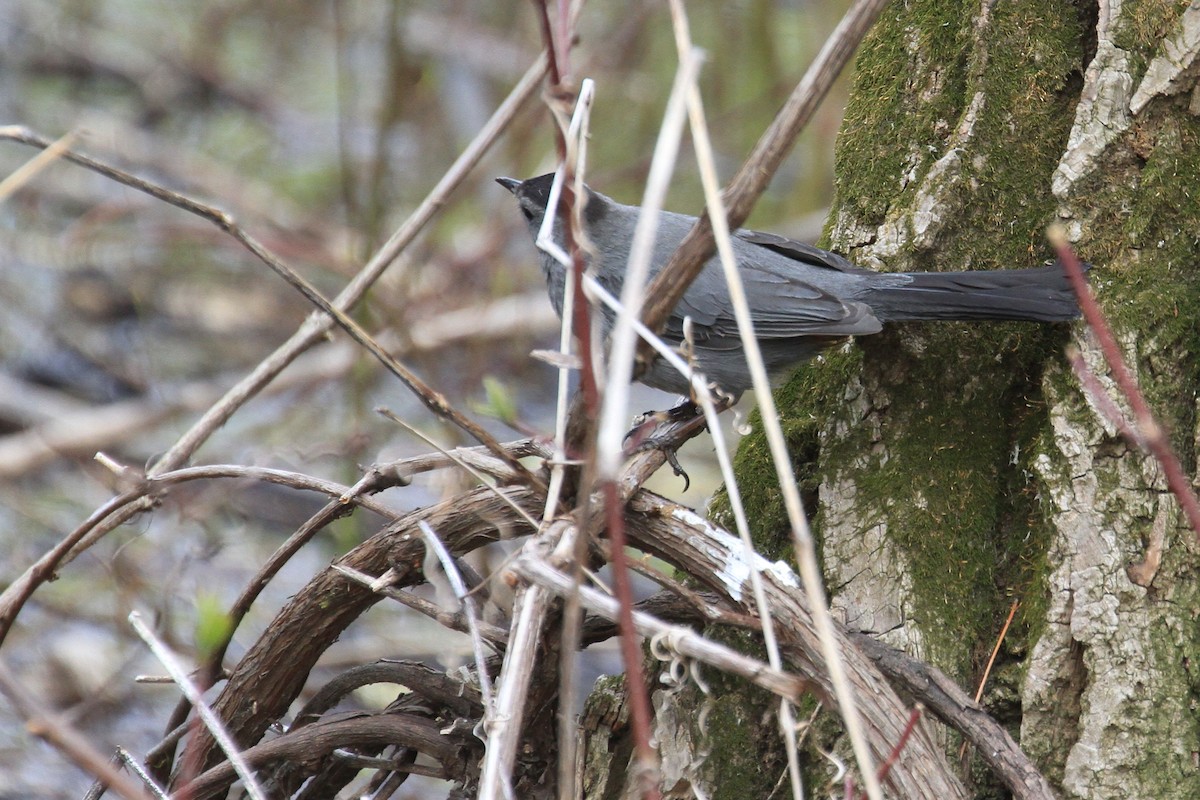 Gray Catbird - ML635164271