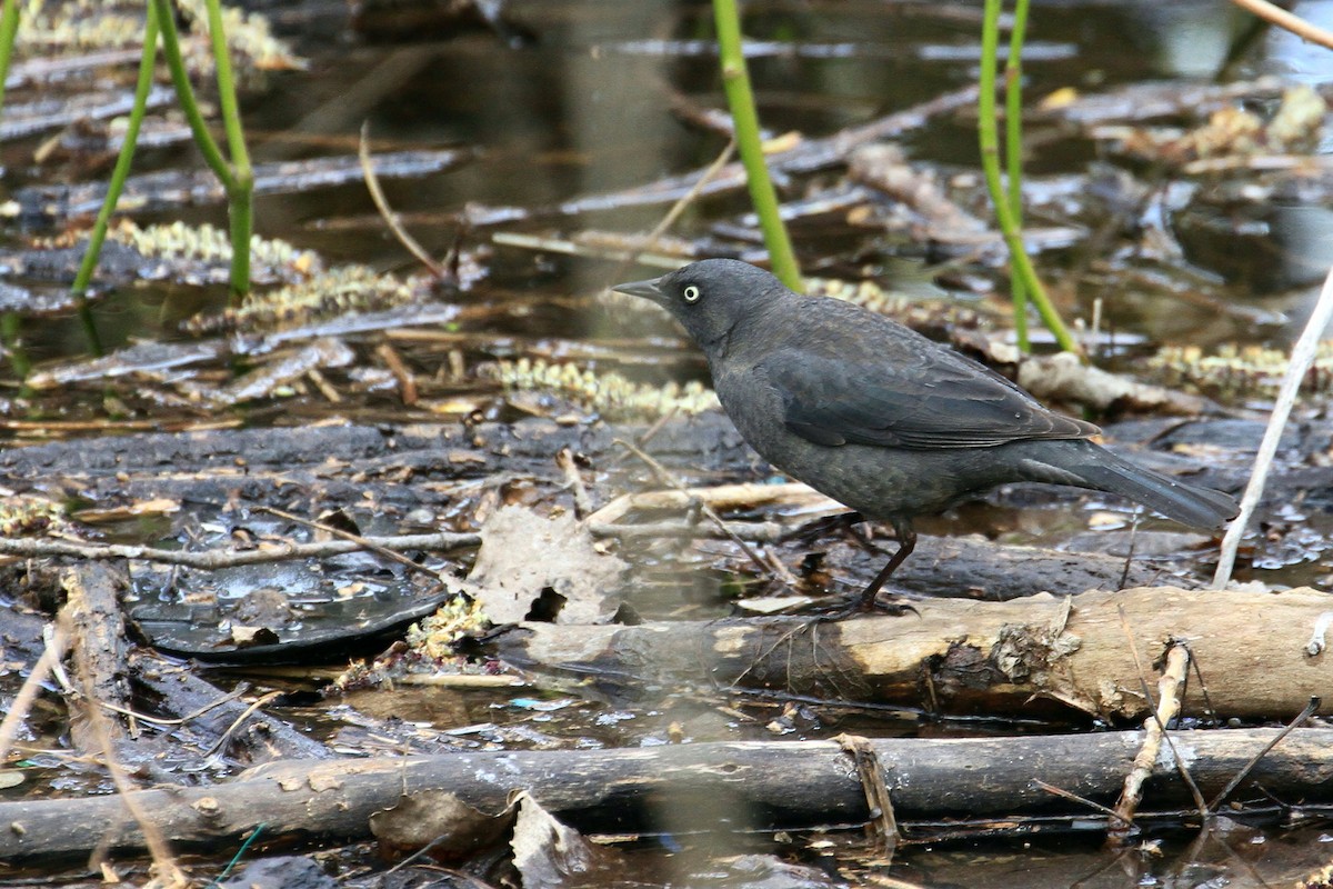 Rusty Blackbird - ML635164285