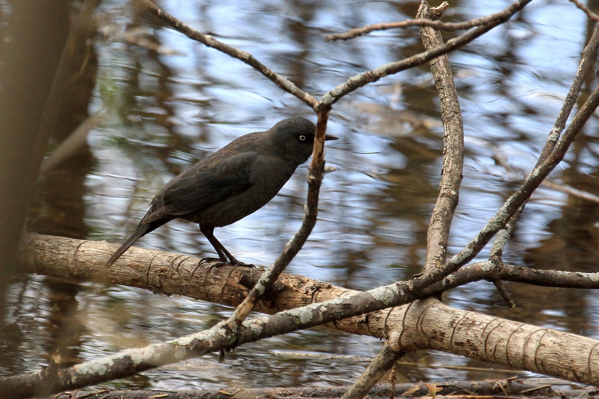 Rusty Blackbird - ML635164286